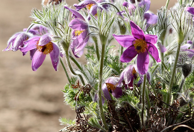 农村一白头草被称为才智之花人称白头翁