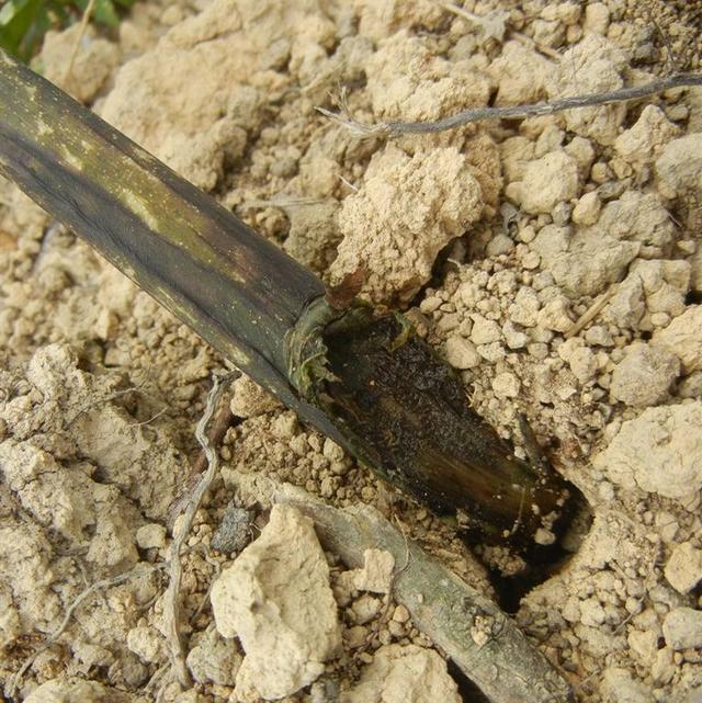 供应魔芋软腐病的防治方法