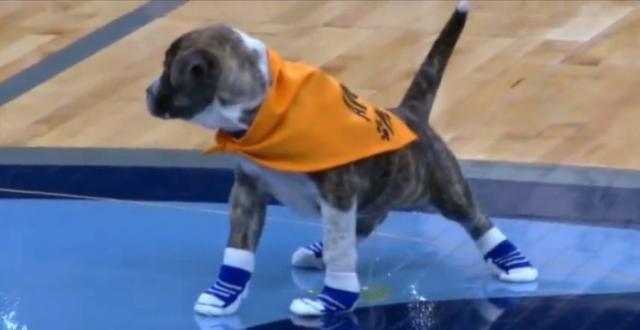 nba球馆的意外事件马刺队占了4次小狗把灰熊主场地板当厕所