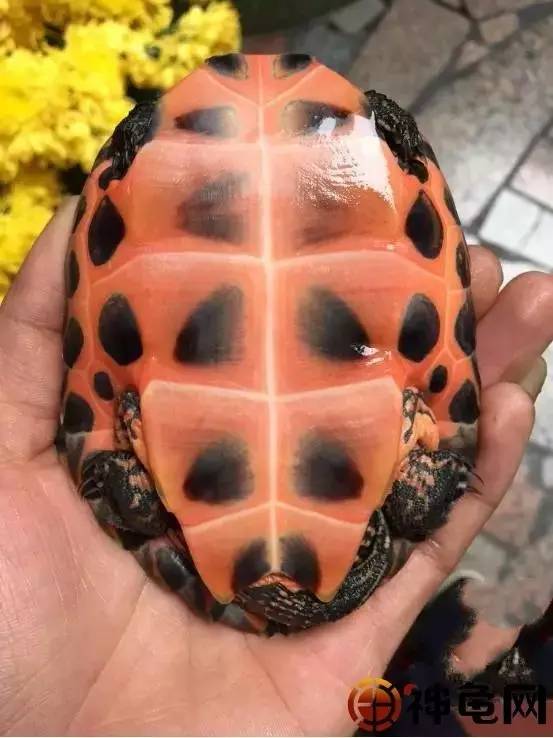 7,黑花二代黑颈公 花龟母=黑花;黑颈公 黑花母=黑花二代8,艾氏一代