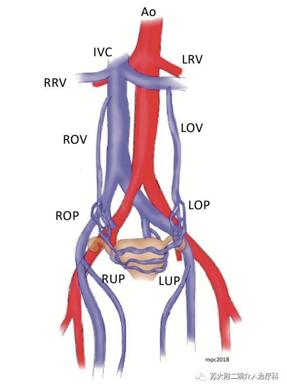骨盆死亡冠血管解剖图片