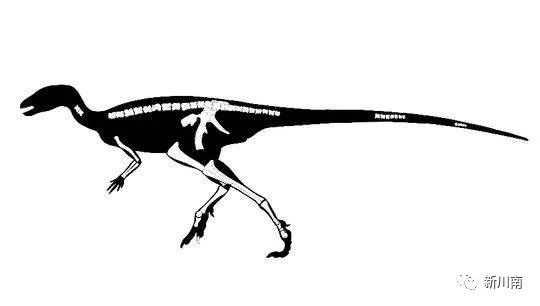 庙组地层中发现的劳氏灵龙(agilisaurus louderbacki)和多齿何信禄龙
