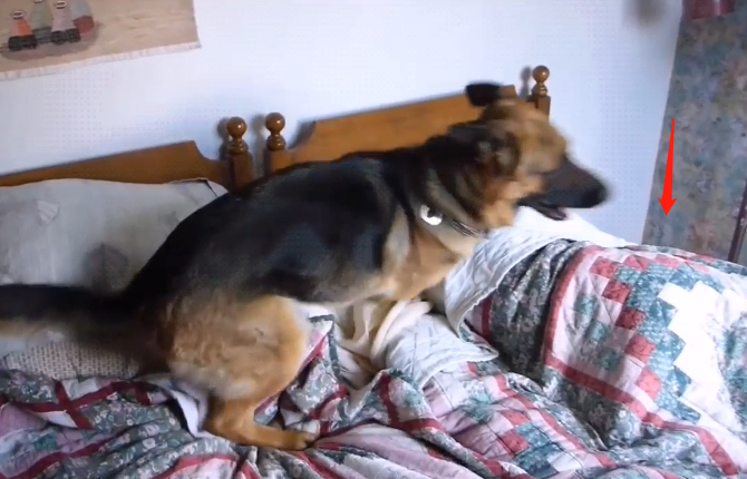 德牧今年4岁,却被当成了"叫醒工具",为了主人操碎了心_狗狗