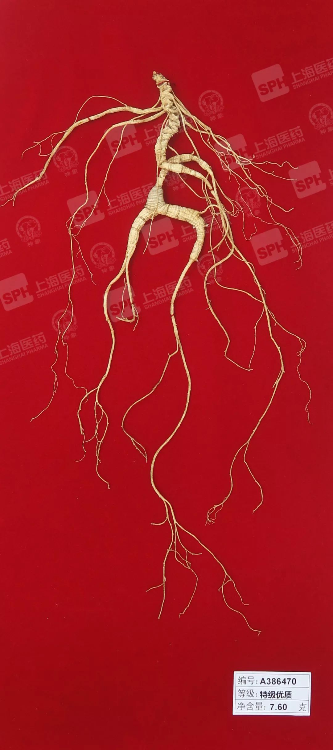 主题日期间,将有10支上药神象特级优质野山参进行拍卖.