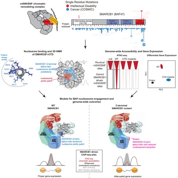 snf (baf) complexes by the ss18-ssx oncogenic fusion in synovial
