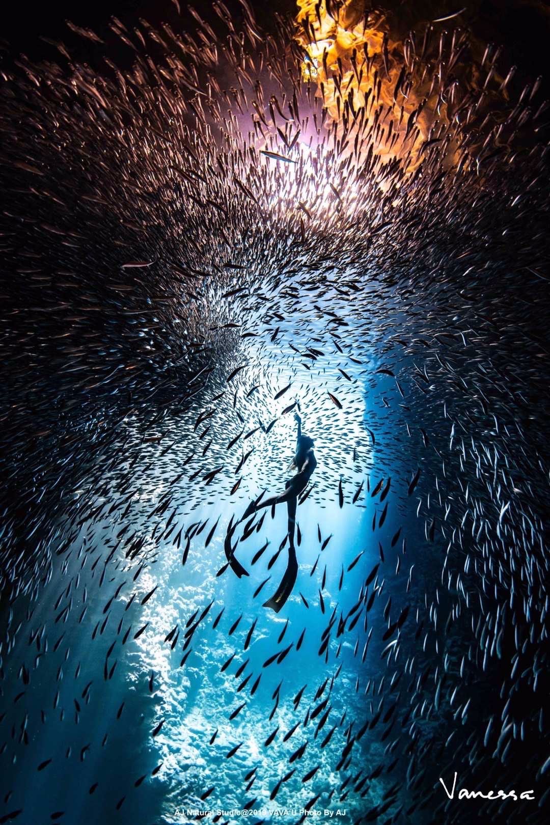 人海共生邀你影院观影水下光影分享会