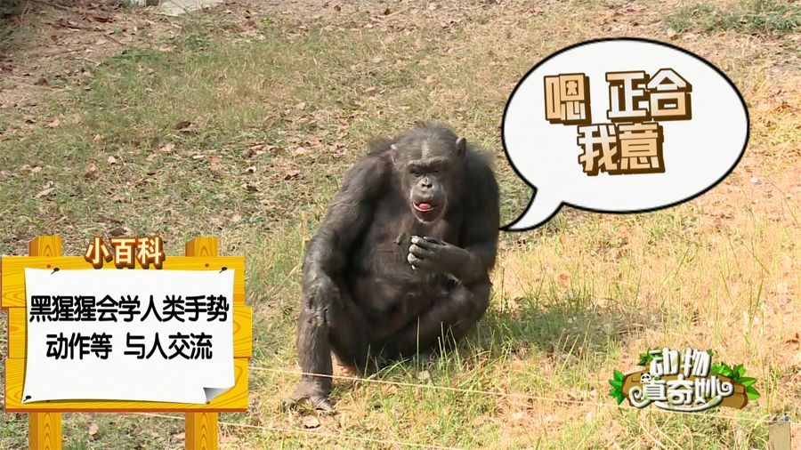 反逗饲养员玩儿它居然还会它不像金刚!它不会捶胸顿足!
