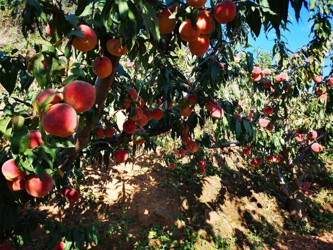 攀枝花这里的冬桃熟啦!脆甜可口,正是采摘好时节~_种植