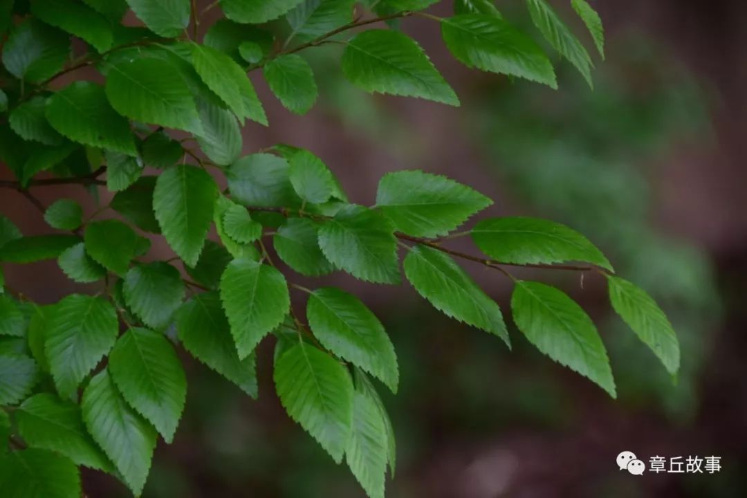 章丘南部山區有一片罕見的珍貴樹木_檀樹