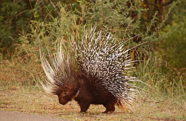 那么豪猪和针鼹与刺猬是同一类型的动物吗?不是的.