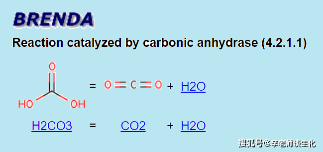 碳酸酐酶的功能与催化机制简介