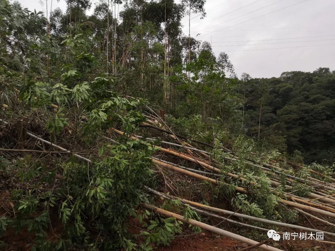 南宁树木园收回被侵占260亩国有林地