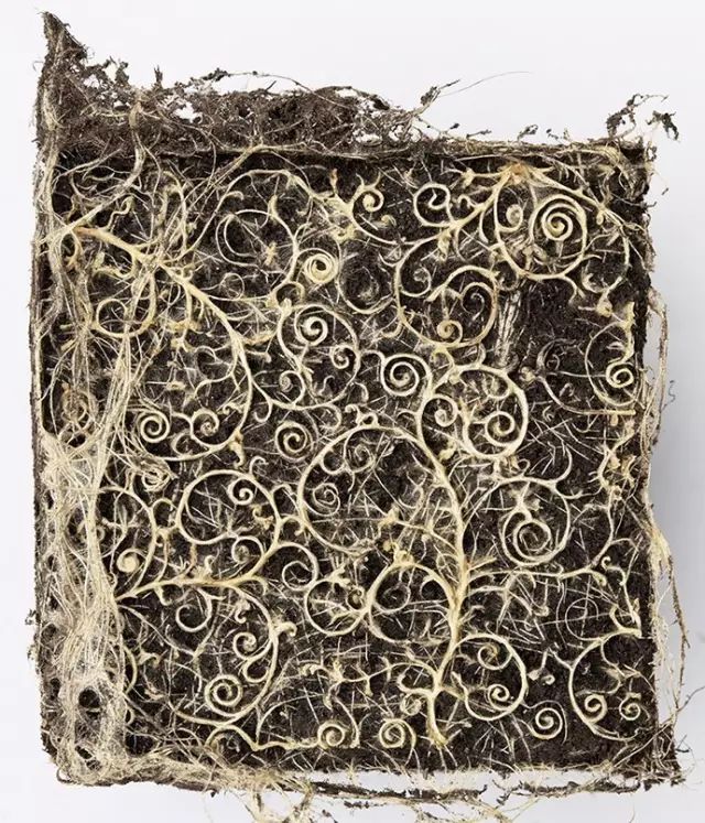 一个沉迷于植物根系的姑娘她会创作出什么奇迹