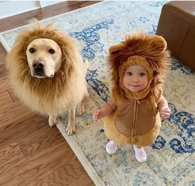 好朋友当然要一起变装!两只"小狮子"眼神发光看镜头,超萌