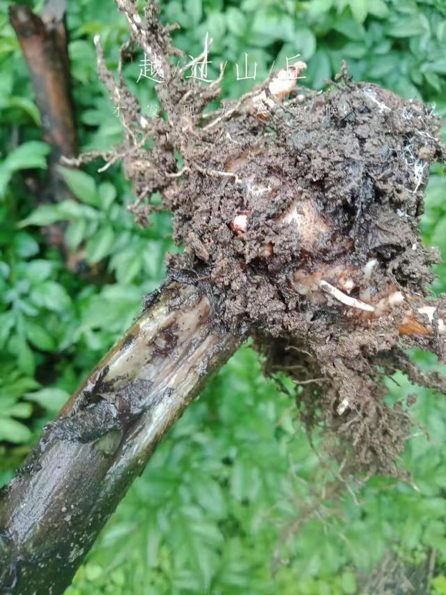 供应魔芋软腐病的防治方法