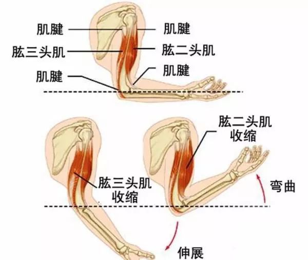 所以,可以利用肌肉的交互抑制的原理來收縮一側肌肉從而拉伸另一側