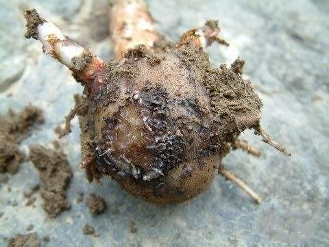 供应魔芋软腐病的防治方法