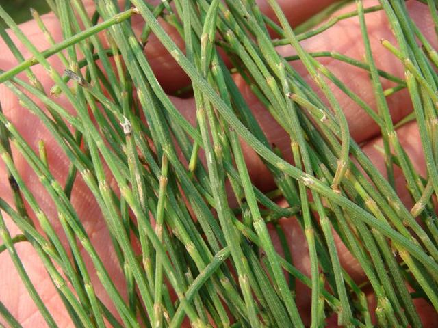 农村常见的三种野草,长相相似,一种能吃,一种有毒牛一吃就抽搐_中草药