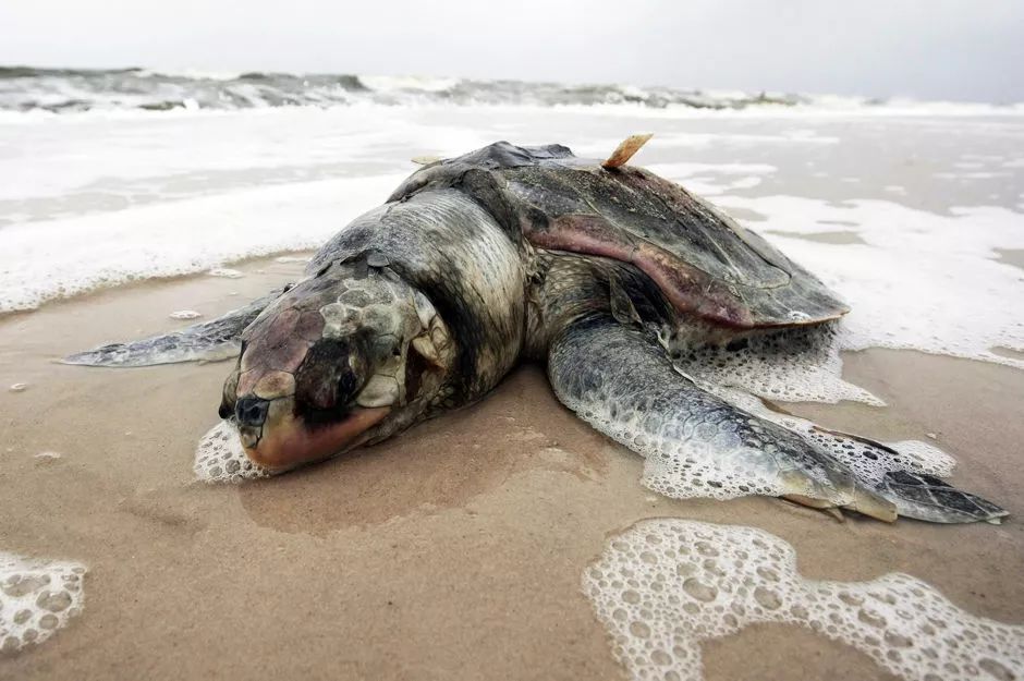 受到溢油污染的海洋生物