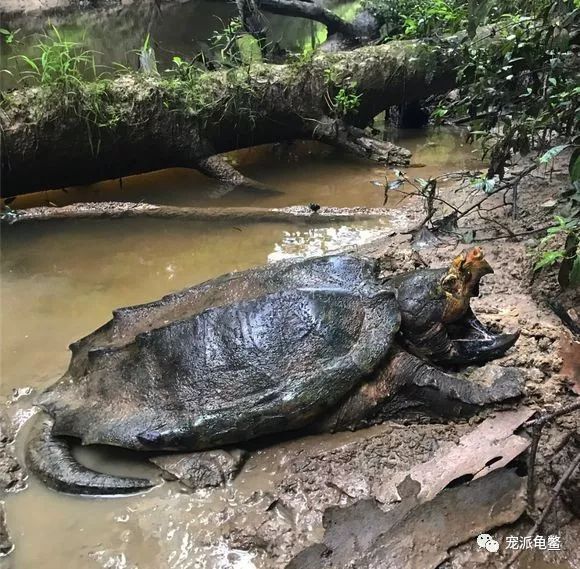 惊艳美国原生环境下的龟龟友晒图欣赏