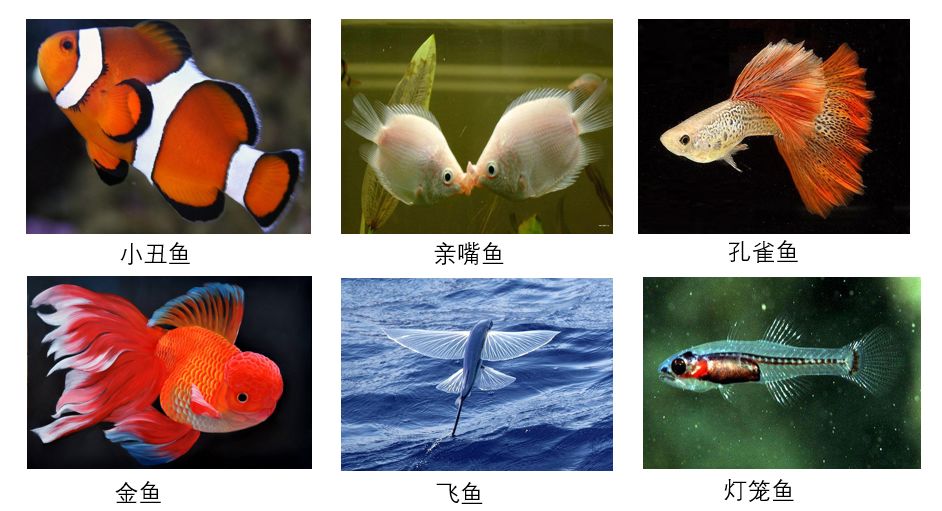 2鱼儿我认识今天,有一群可爱的鱼宝宝来到了我们的教室,让我们一起来