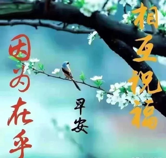 清晨早安温馨问候语集锦 早上好鲜花漂亮问候图片表情大全