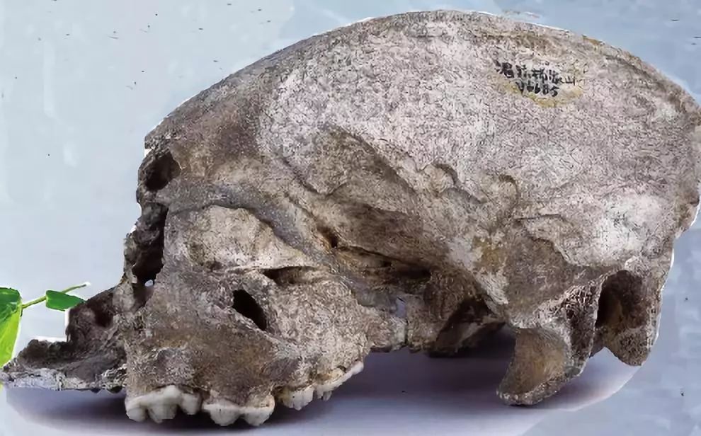 先有鸡还是先有蛋?贵州1块珍贵石头终于给出"答案"!_化石