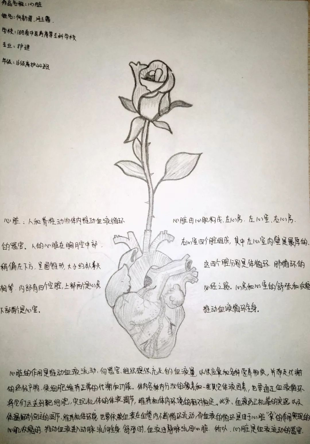 玫瑰花生物结构图图片