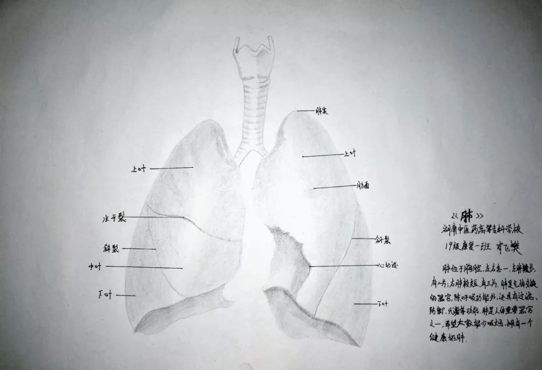肺小叶手绘图图片
