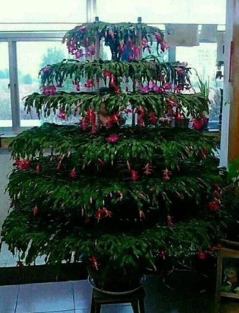 3种可以养到超级大的花花友不妨试一试能带来很多惊喜哦