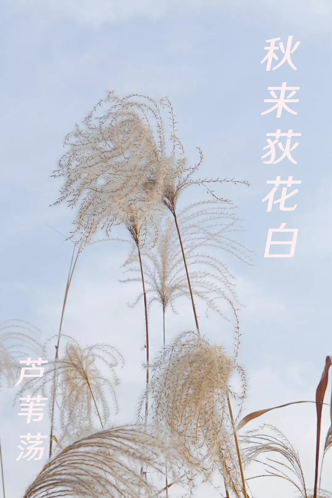 暮秋寻雪芦苇荡的最美时节已上线