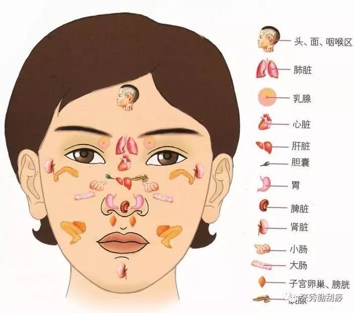 张秀勤全息经络面诊法中,可以根据体内脏腑在稍许不正常时就在面部留