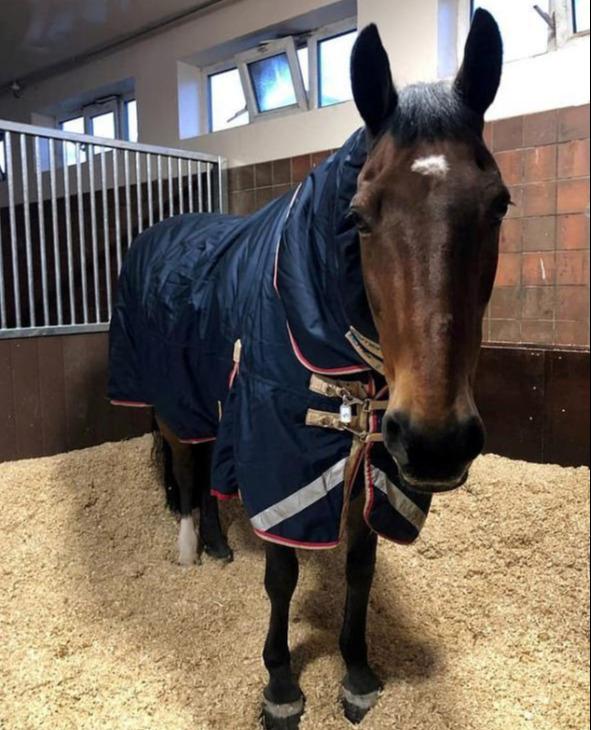 原创英国有匹警马每天要喝杯早茶才工作还要加牛奶和糖