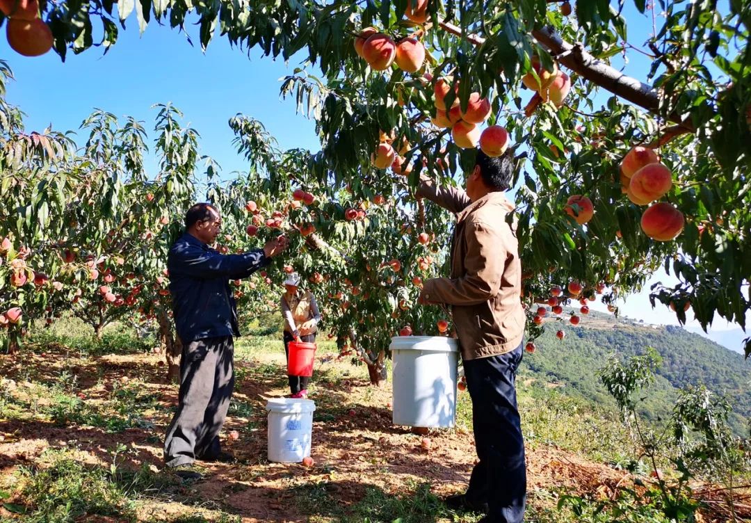 攀枝花这里的冬桃熟啦!脆甜可口,正是采摘好时节~_种植
