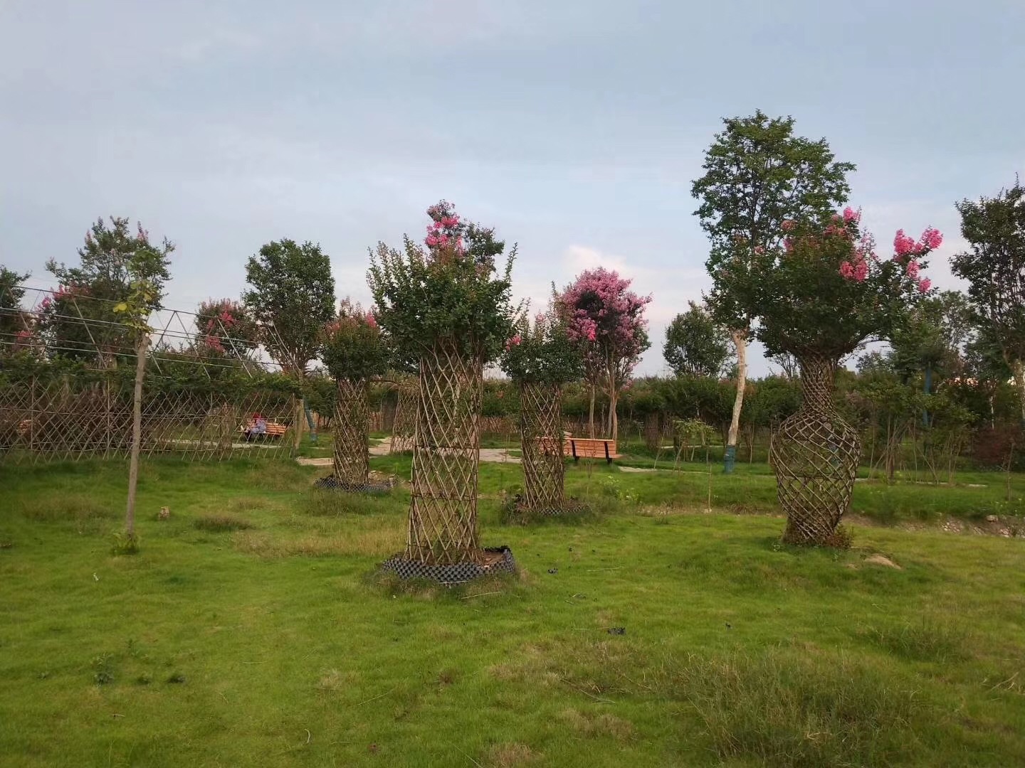 紫薇花瓶造型景观紫薇编织艺术品庭院绿化紫薇盆景