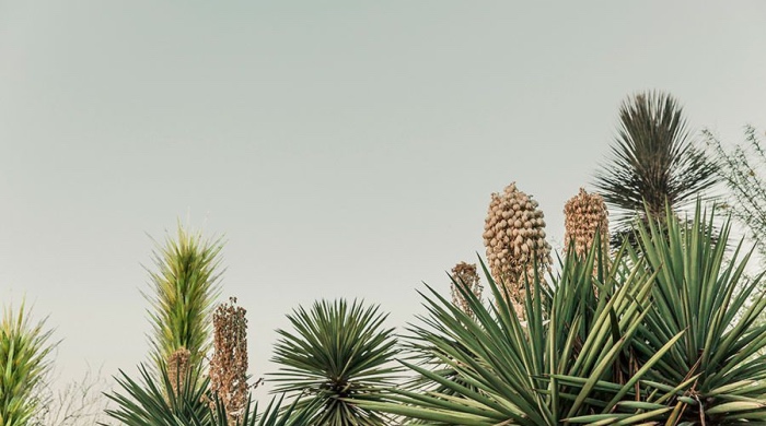 从云米coKiing到智米Jya，小米生态链企业多品牌上演“互殴”-家电圈官网