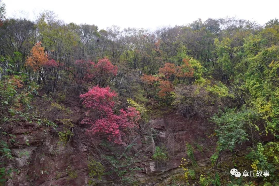 章丘南部山區有一片罕見的珍貴樹木