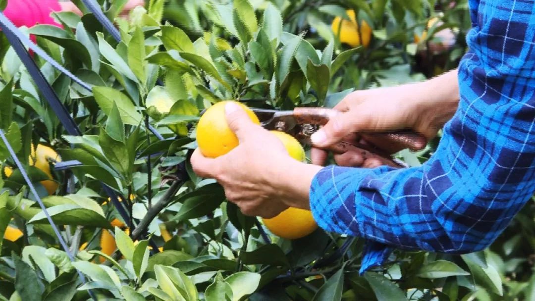 基地迎来了橙子的首次成熟采摘今年绿色种植,科学管护下精准滴灌,人工