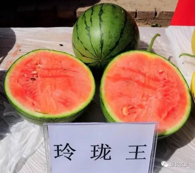 "玲珑王"小果型西瓜春季大棚栽培管理技术总结