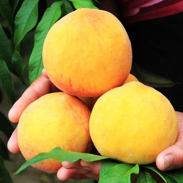 锦绣黄桃果肉紧密,深受消费者喜爱露地和避雨栽培结果差异很大