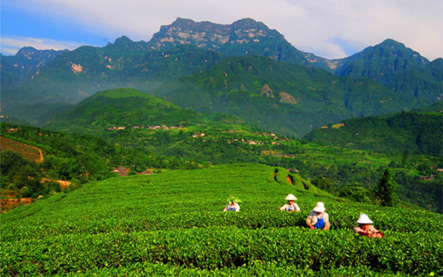 西部国际茶城川茶促销座谈录:增强自信意识 推进川茶营销