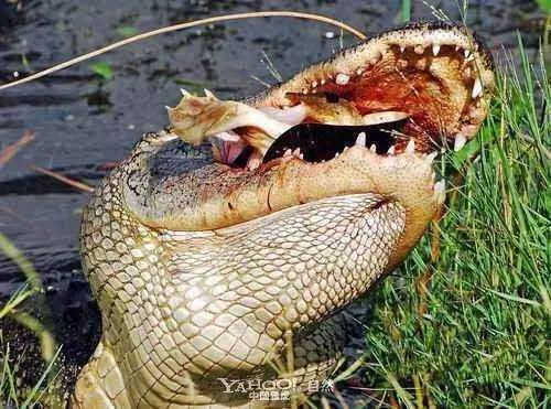 盘点下龟龟的几种天敌