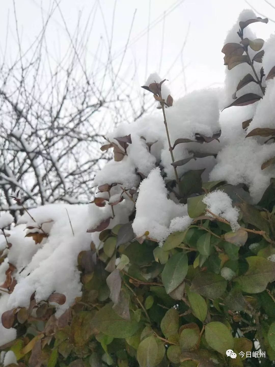 飛雪迎春到 雪後岷州分外妖嬈.