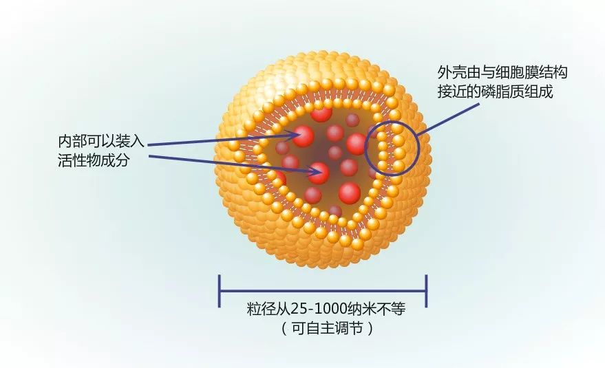 它的双层膜结构中可以包覆油溶性的成分,水相空腔部分可以包覆水溶性