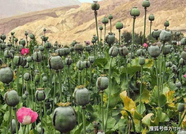 中国这个地方种植罂粟,不仅合法而且受武警24小时守护_鸦片