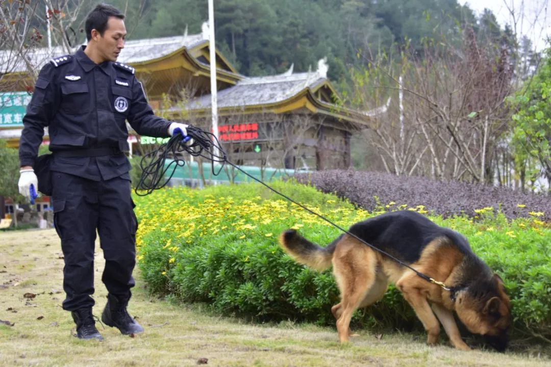 搜爆搜毒撒娇卖萌揭秘黔江警犬基地里的汪星人与它们的铲屎官