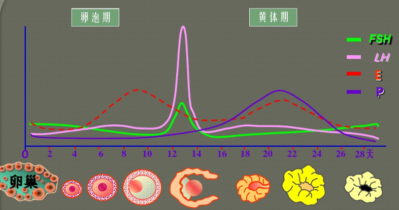 怀孕后lh值变化规律图图片