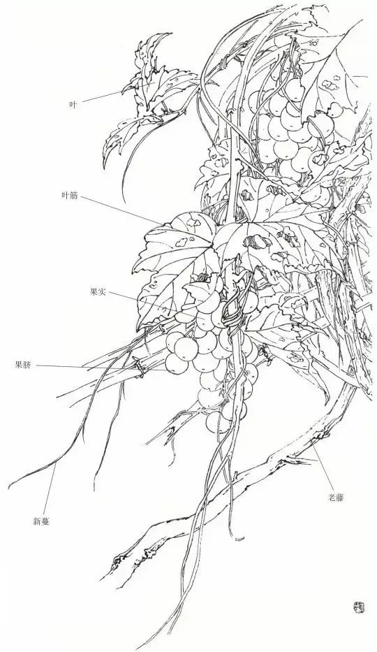 国画技法写意葡萄入门技法