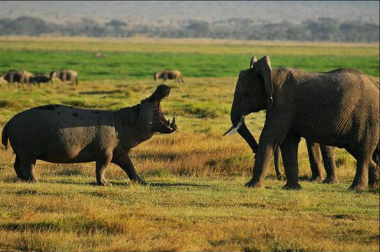 母象护幼崽与水牛河马激战 第五张河马你确定不是来逗逼的吗?