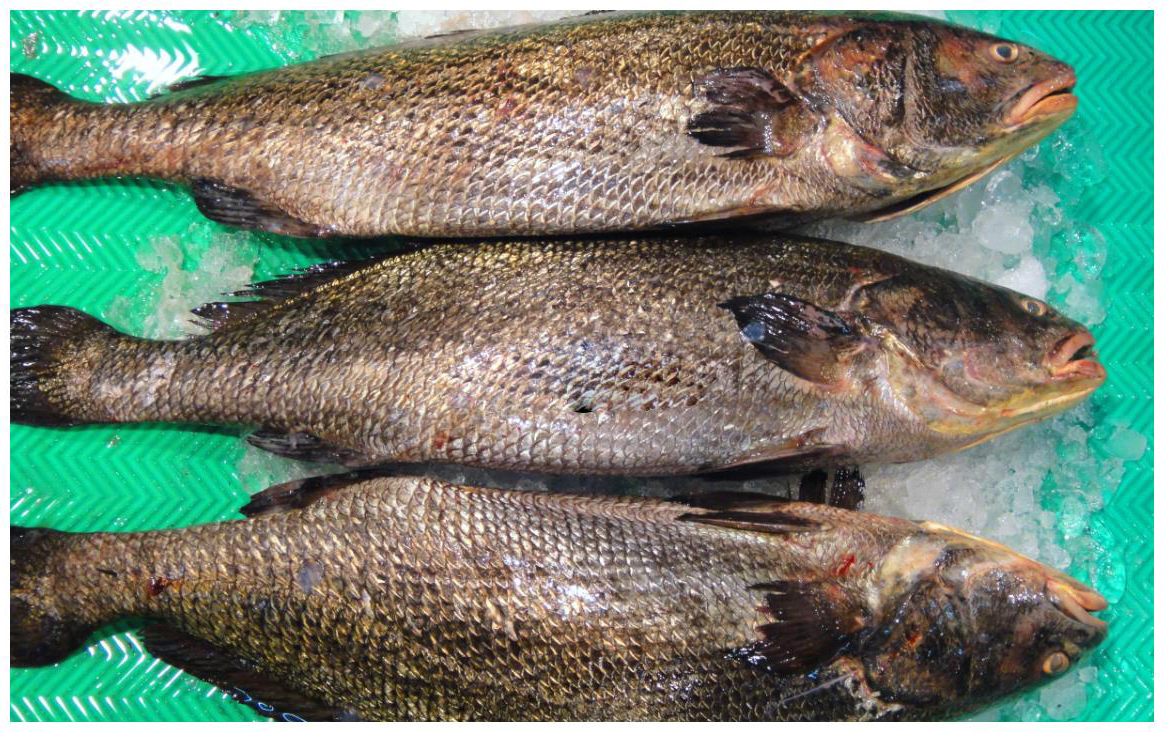 这种鱼才7元一斤简单一做比肉还香别错过了